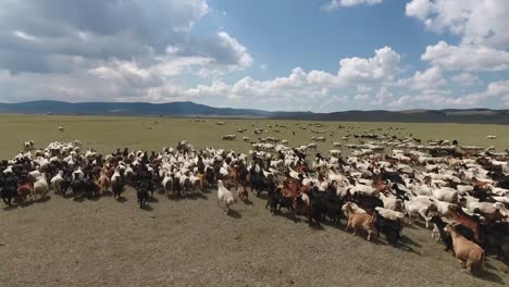 Aerial-drone-shot-over-a-herd-of-sheep-in-endless-landscape-Mongolia